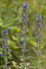Obraz premium Viper's bugloss (Echium vulgare) plants in flower. Blue flowers on a coarsely hairy plants growing on British calcareous grassland, in the family Boraginaceae