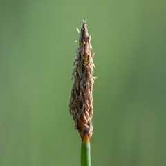 Common spike-rush (Eleocharis palustris) flowerhead. Terminal spikelet of plant growing on margin of pond in Grangemoor Park, Cardiff, UK, in the family Cyperaceae