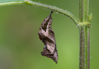 Comma butterfly (Polygonia c-album) pupa side. Chrysalis of insect in the family Nymphalidae, attached by a cremaster to nettle (Urtica dioica)