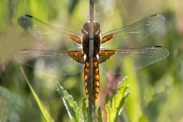 Broad-bodied chaser (Libellula depressa) underside. Dragonfly in the family Libellulidae, at rest from below, backlit by sunlight