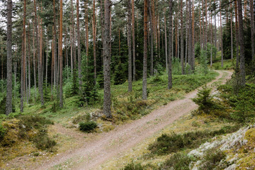 Path in green fir and pine forest.