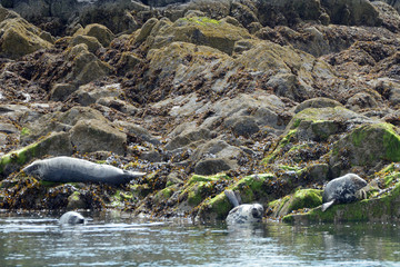 Grey seals, Firth of Forth, Scotland