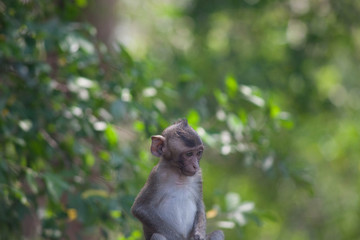 可愛いサル