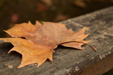 Folha de árvore caida