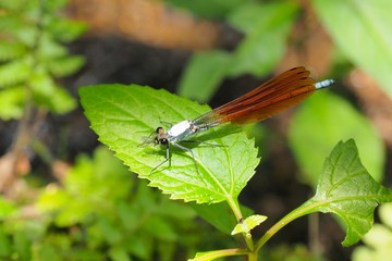 ニホンカワトンボ