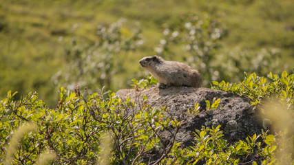Roary Marmot 
