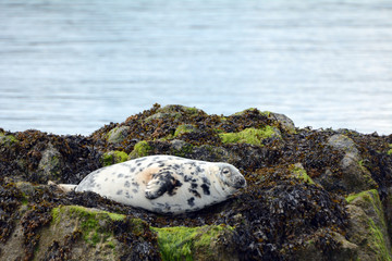 Grey seal, Firth of Forth, Scotland