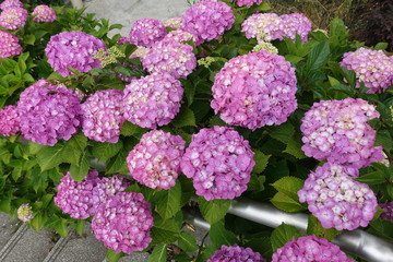 Fototapeta premium 紫陽花