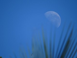 Half moon daytime