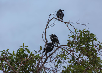 Three Magpies in a Tree