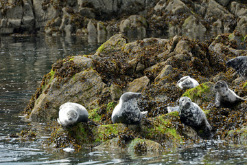 Grey seals, Firth of Forth, Scotland