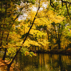 Obraz premium River Reflection