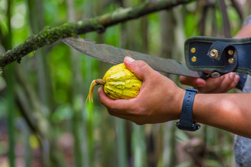 Fresh Cocoa fruit in farmers hands. Organic cacao fruit - healthy food. Cut of raw cocoa inside of the amazon rainforest in Cuyabeno National Park in Ecuador
