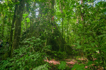 Inside of the amazonian Jungle, surrounding of dense vegetation in the Cuyabeno National Park, South America Ecuador