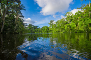 Dense vegetation on Cuyabeno river inside of the amazon rainforest in Cuyabeno Wildlife Reserve National Park, South America Ecuador