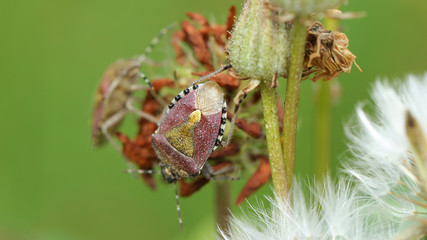 Insecto Escudo, Marismas de Alday, Cantabria