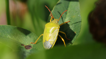 Insecto Escudo, Marismas de Alday, Cantabria