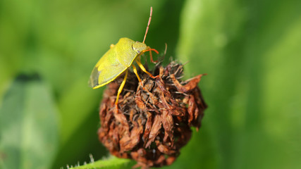 Insecto Escudo, Marismas de Alday, Cantabria