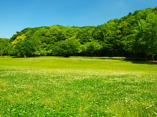 初夏の草原と林の風景