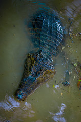 Caiman in the muddy water on the bank of the Cuyabeno River, Cuyabeno Wildlife Reserve, Ecuador