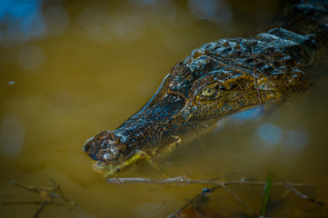 Caiman in the dark water in the Cuyabeno River, Cuyabeno Wildlife Reserve, Ecuador