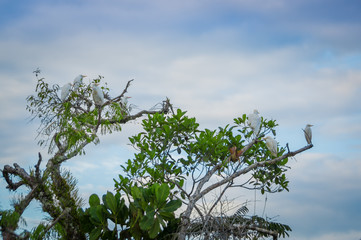 Lovely shot of Heron birds photographed in its natural environment sitting on branches of an aquatic tree inside of the amazon rain forest in Cuyabeno National Park, Ecuador