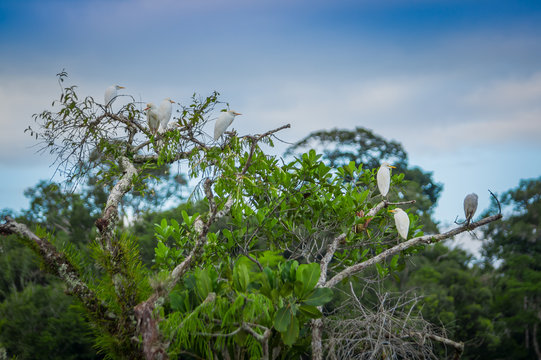 Lovely shot of Heron birds photographed in its natural environment sitting on branches of an aquatic tree inside of the amazon rain forest in Cuyabeno National Park, Ecuador