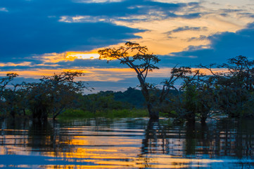 Sunset silhouetting a flooded jungle in Laguna Grande, in the Cuyabeno Wildlife Reserve, Amazon...