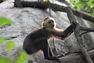 Monkey hanging around