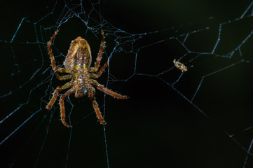 Spider suspended over his spider web inside of the Cuyabeno National Park, in Ecuador