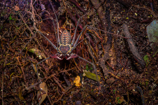 Whip Scorpion walking toward viewer through dry leafs, whip Scorpion amblypygi inside of the forest in Cuyabeno National Park, in Ecuador