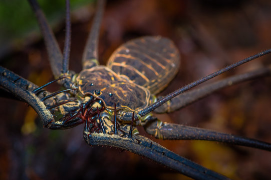 Close up of a whip Scorpion walking toward viewer through dry leafs, whip Scorpion amblypygi inside of the forest in Cuyabeno National Park, in Ecuador