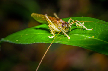 Colorful Grasshopper sitting over green leafs, in Cuyabeno National Park, in Ecuador