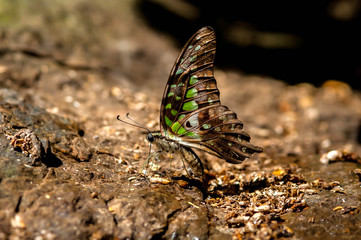 butterfly feeding on rock.(Graphium agamemnon)