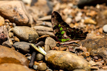butterfly feeding on rock.(Graphium agamemnon)