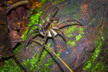 A large spider carrying below her a white bag of eggs, inside of the forest in Cuyabeno National Park, in Ecuador