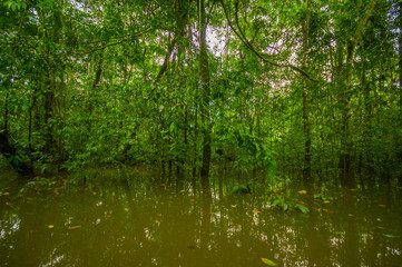 Fototapeta na wymiar Dense vegetation on Cuyabeno river inside of the amazon rainforest in Cuyabeno Wildlife Reserve National Park, South America Ecuador