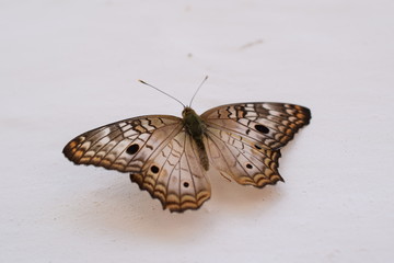 Fototapeta na wymiar Beautiful butterfly on a wall