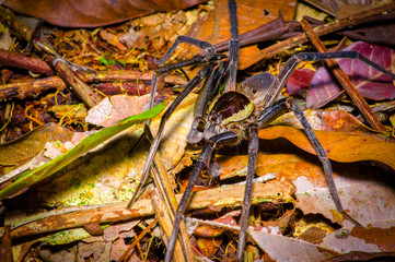 A large spider walking on the ground inside of the forest in Cuyabeno National Park, in Ecuador