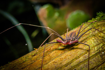 Whip Scorpion posing over a dry trunk, whip Scorpion amblypygi inside of the forest in Cuyabeno...
