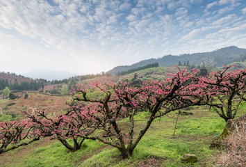 Fototapeta premium Peach Blossom in moutainous area in heyuan district, guangdong province, China.