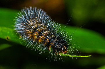 Black and orange hairy caterpillar over a green leaf insideof the amazon rainforest in Cuyabeno National Park, in Ecuador