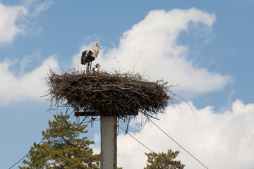 Stork nest on top of pole in Transylvania 