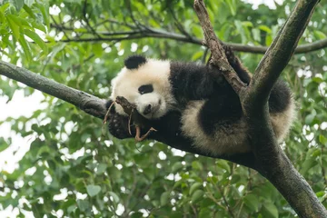 Crédence de cuisine en verre imprimé Panda Bébé panda géant au-dessus de l& 39 arbre.
