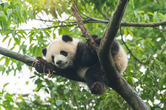 Giant panda baby over the tree.