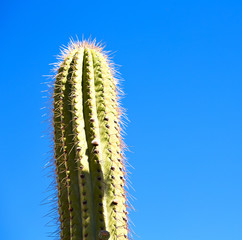   abstract leaf of cactus plant and  light