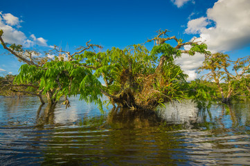 Water trees found in tropical and subtropical tidal areas, Cuyabeno Wildlife Reserve National Park, in Ecuador, in a sunny day