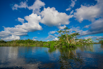 Obraz na płótnie Canvas Water trees found in tropical and subtropical tidal areas, Cuyabeno Wildlife Reserve National Park, in Ecuador, in a sunny day