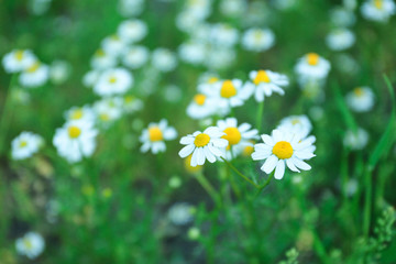 Fototapeta premium Beautiful chamomile flowers in field, closeup