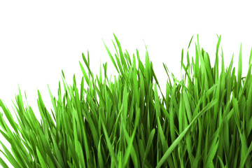 Fresh green grass on white background